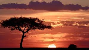 a pic of SUNSETS 